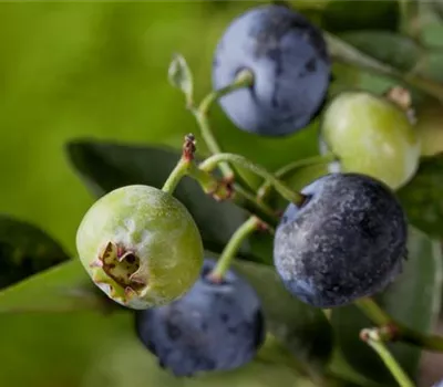 Heidelbeeren – die blauen Super-Beeren