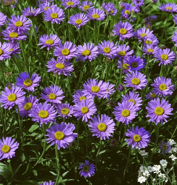 Alpen-Aster