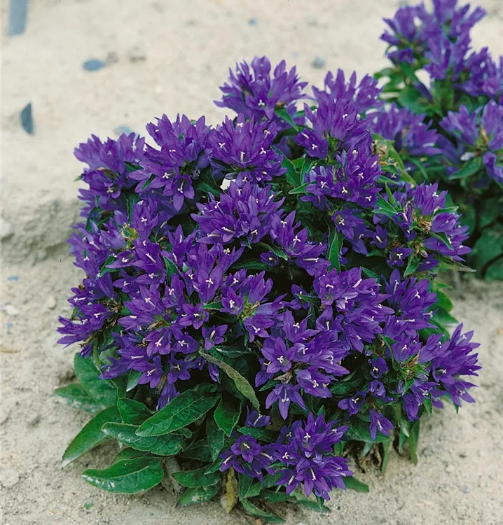 Knäuel-Glockenblume