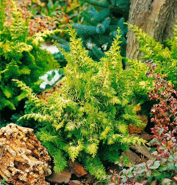 Scheinzypresse 'Fernspray Gold'