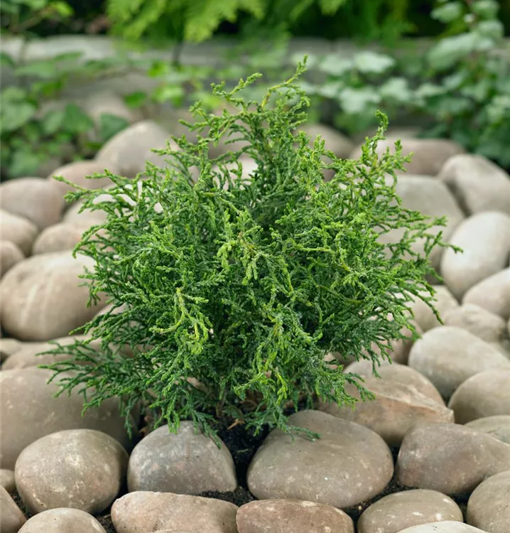 Hinoki-Scheinzypresse 'Lycopodioides'