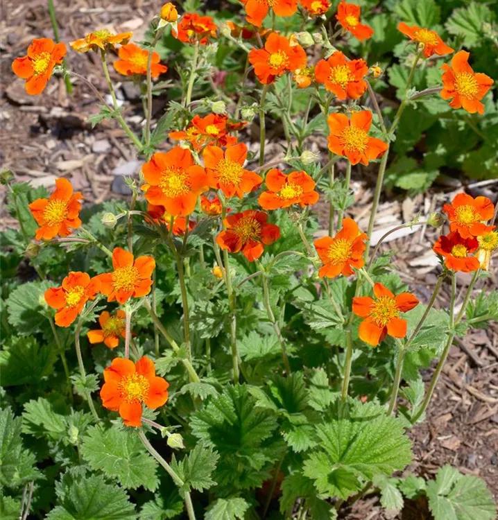 Rotblühende Nelkenwurz