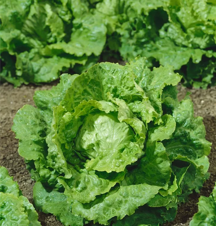 Kopfsalat
