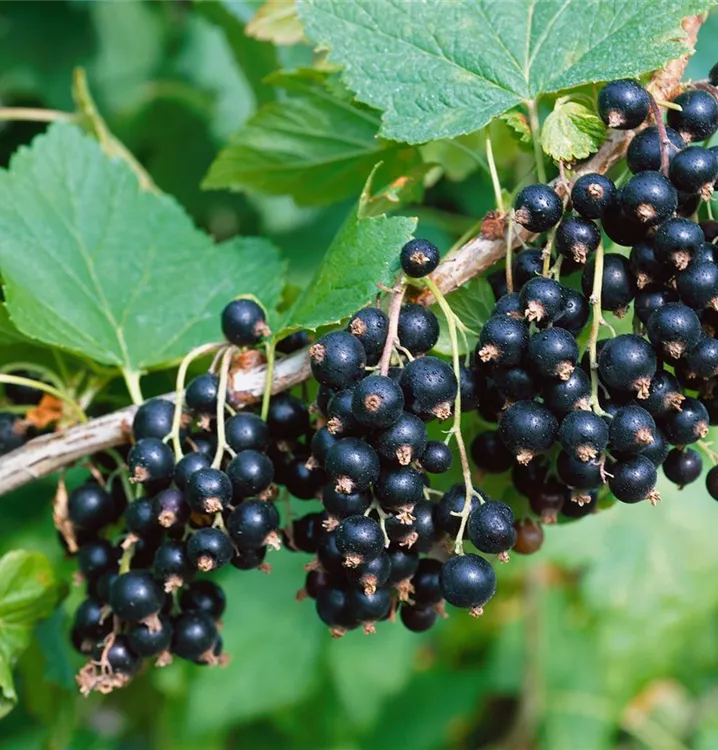 Schwarze Johannisbeere