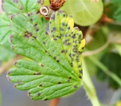 Blattfallkrankheit bei Stachelbeeren Blattfallkrankheit bei Stachelbeeren
