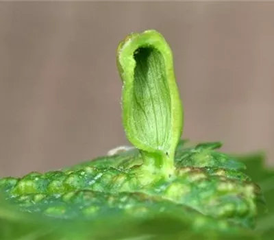 Blattläuse an Ulmen