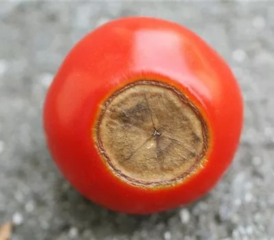 Blütenendfäule an Tomaten