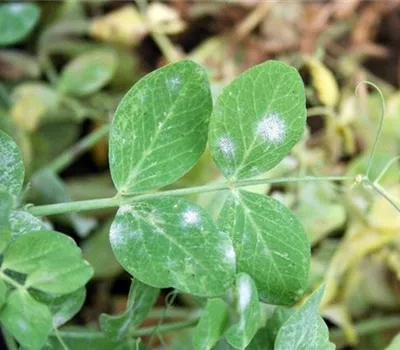 Echter Mehltau an Erbsen