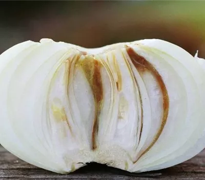 Fäulen an Zwiebeln Fäulen an Zwiebeln