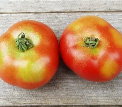 Grünkragen an Tomaten