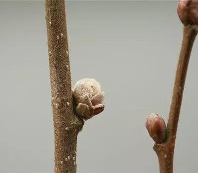 Knospengallmilbe an Haselnuss