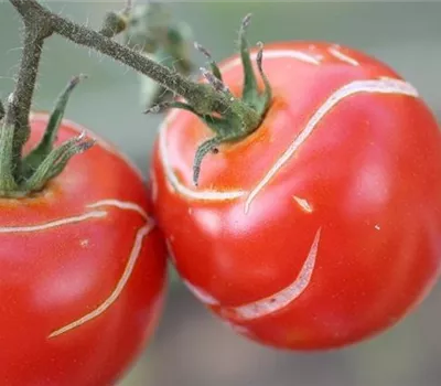 Platzen der Tomatenfrüchte