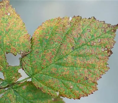 Rost an Brombeeren