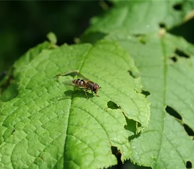 Schwebfliegen Schwebfliegen