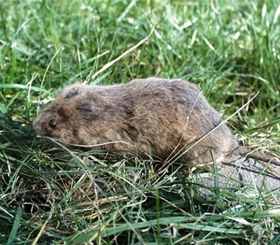Wühlmäuse im Garten Wühlmäuse im Garten