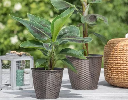 Die perfekten Kübelpflanzen – So wird die Terrasse bunt!