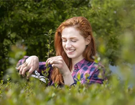 Hecke schneiden – Zeit für eine neue Frisur im Garten
