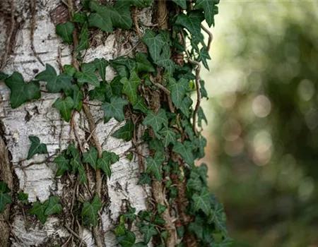 Kletterpflanzen für den Garten – die wollen hoch hinaus