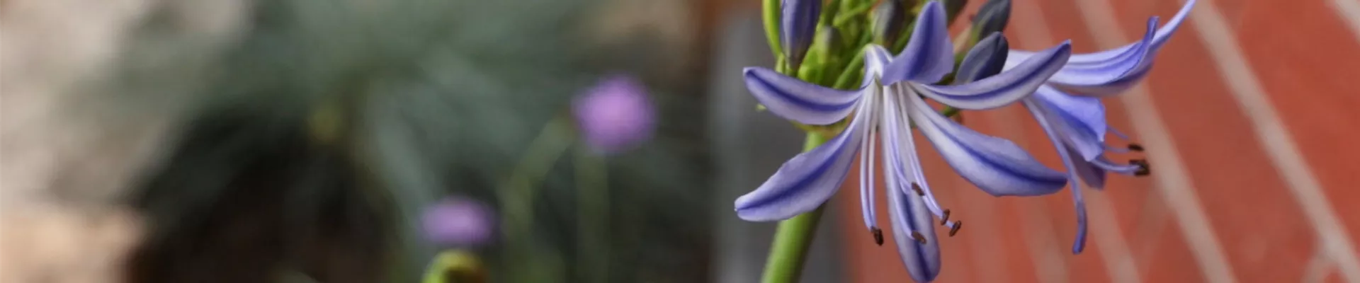 Schmucklilie - Einpflanzen in den Garten (thumbnail).jpg Schmucklilie - Einpflanzen in den Garten (thumbnail).jpg