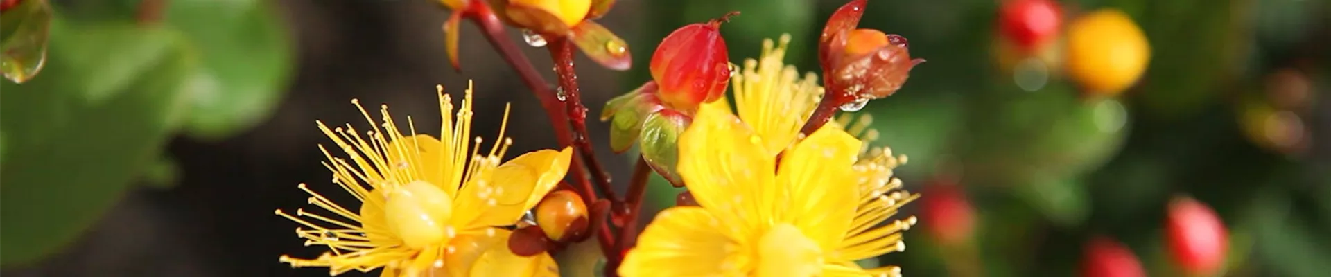 Johanneskraut - Einpflanzen im Garten (Thumbnail).jpg Johanneskraut - Einpflanzen im Garten (Thumbnail).jpg