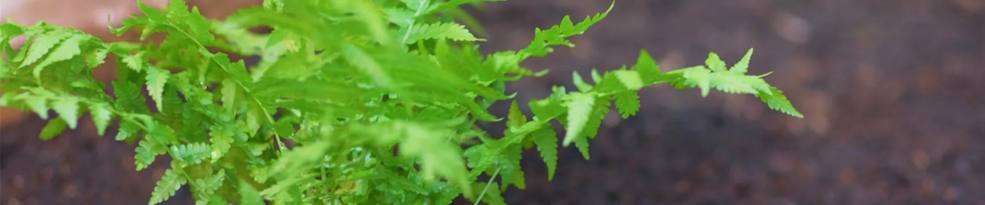 Becherfarn - Einpflanzen im Garten (Thumbnail).jpg Becherfarn - Einpflanzen im Garten (Thumbnail).jpg