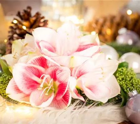 Amaryllis – weihnachtlicher Blütentraum Amaryllis – weihnachtlicher Blütentraum
