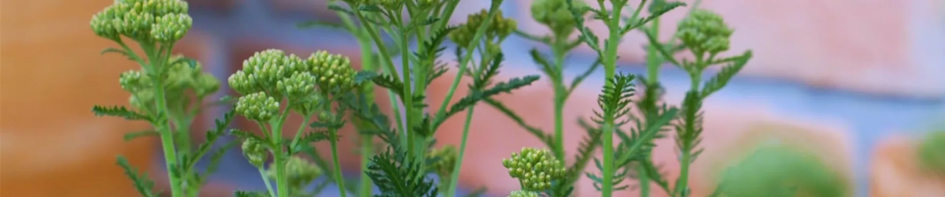 Schafgarbe - Einpflanzen im Garten (thumbnail2).jpg