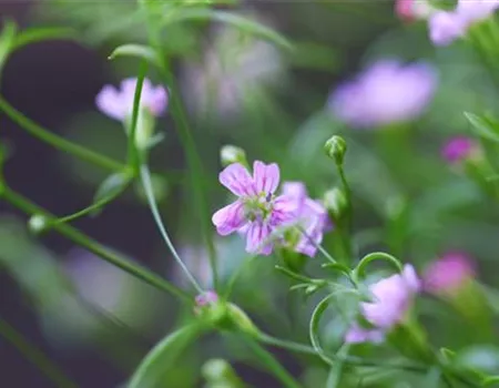 Sommer Schleierkraut - Einpflanzen im Garten
