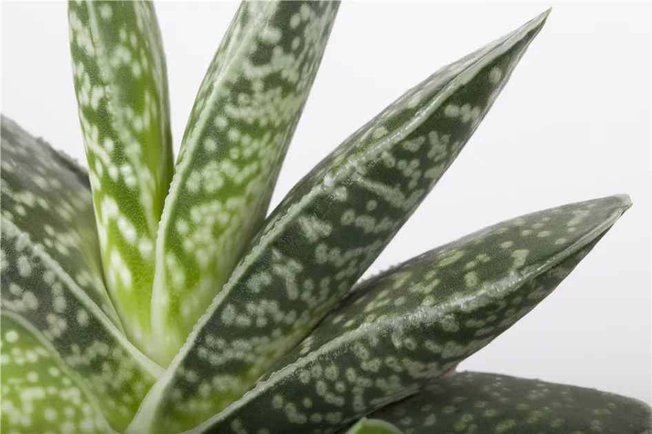 ayna sun aloe vera gel Arizona Sun Bath Products