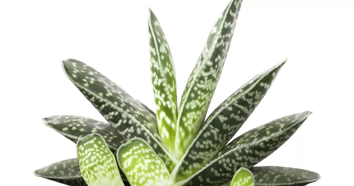 Aloe - BAUHAUS E-Business GmbH & Co. KG