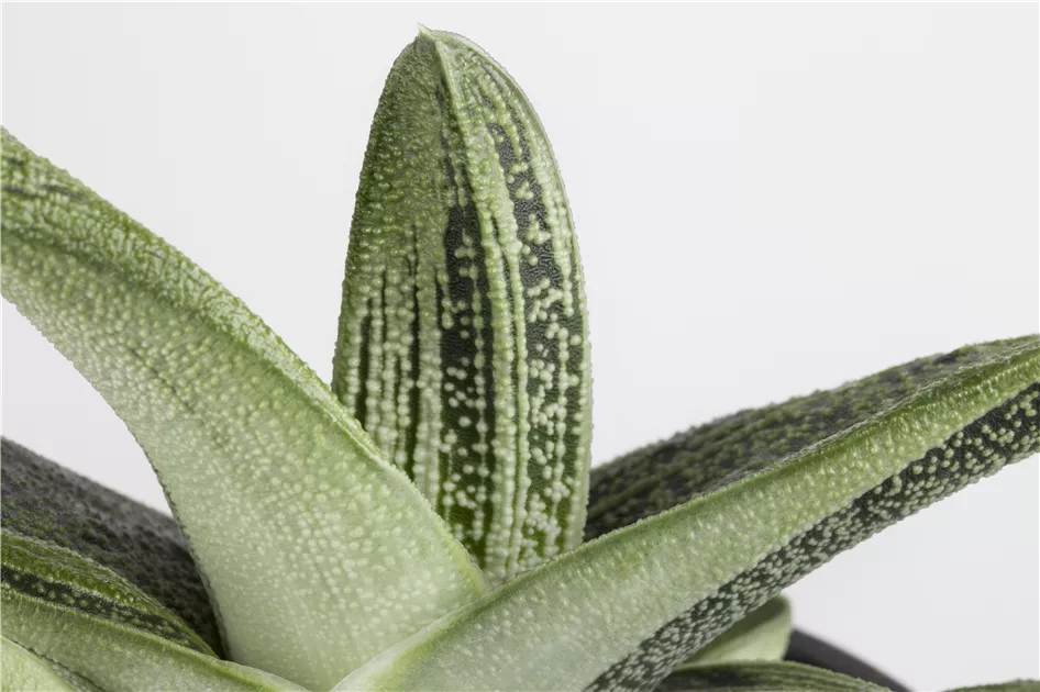 anthurium sp. Anthurium sp. 'Napo' – nxcplants main image 0