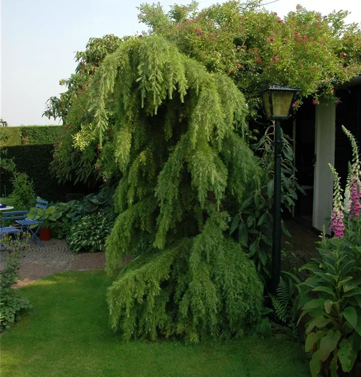Europäische Hängelärche 'Pendula'