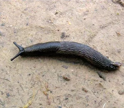Schnecken im Garten Schnecken im Garten