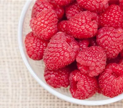 Himbeeren als leckerer Snack für Balkon und Garten Himbeeren als leckerer Snack für Balkon und Garten