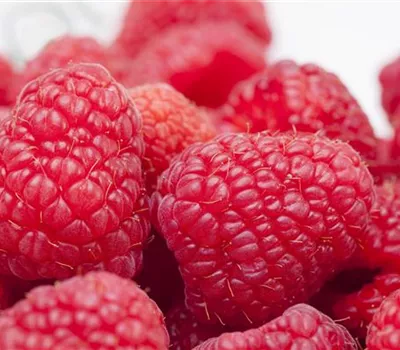 Tipps zum Pflanzen und Pflegen von Himbeeren Tipps zum Pflanzen und Pflegen von Himbeeren