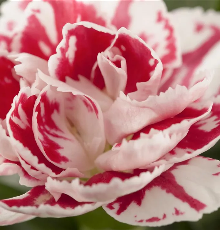 Gartennelke 'SuperTrouper'®