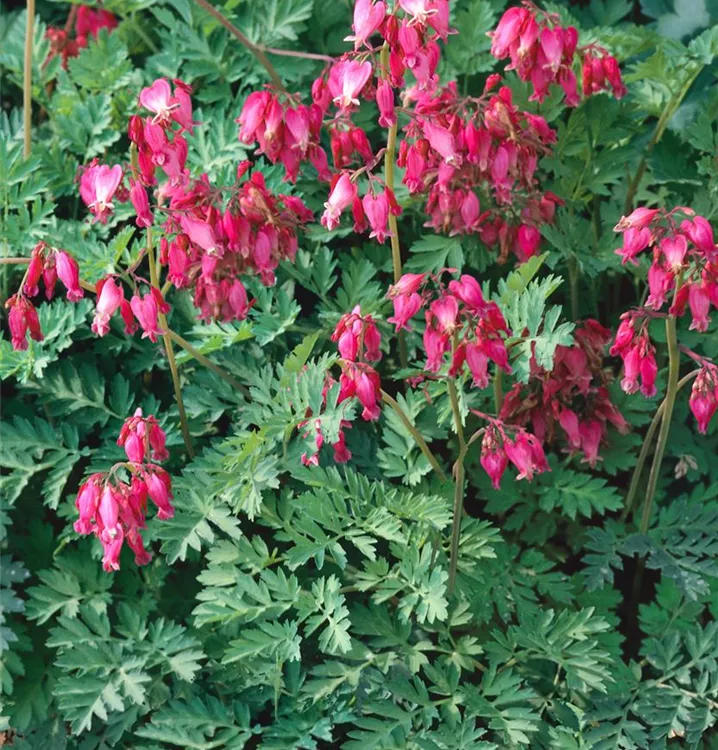 Zwergige Garten-Herzblume