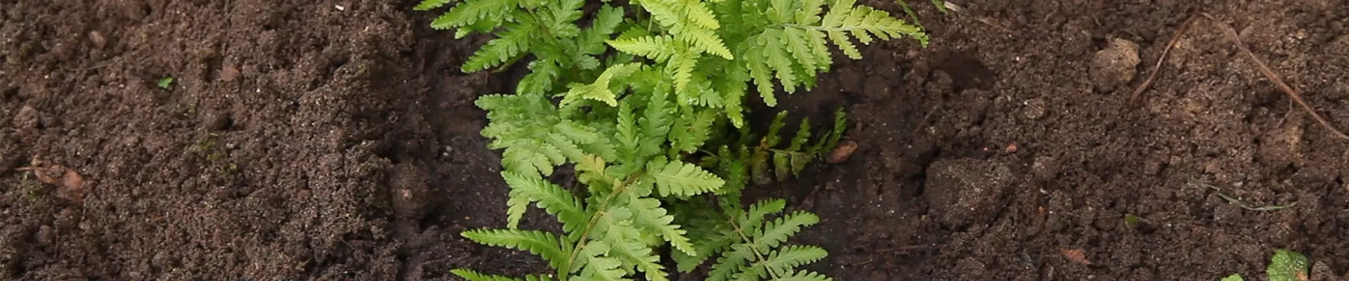Frauenfarn - Einpflanzen im Garten (thumbnail).jpg Frauenfarn - Einpflanzen im Garten (thumbnail).jpg