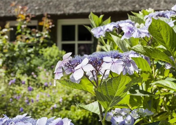 Hortensien überwintern – gesund durch die kalte Jahreszeit Hortensien überwintern – gesund durch die kalte Jahreszeit