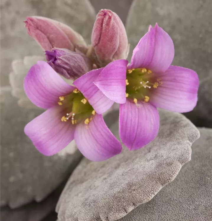 Kleine Kalanchoe