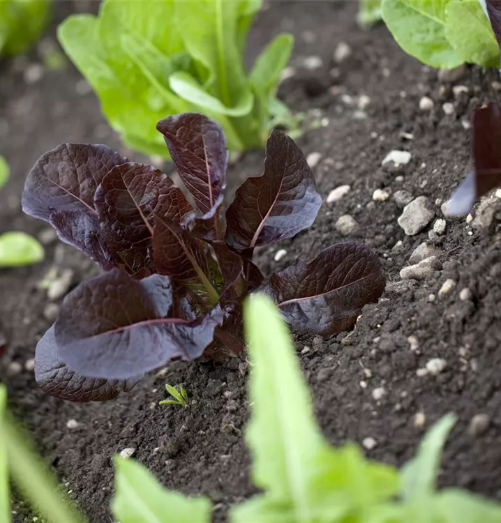 Gartensalat