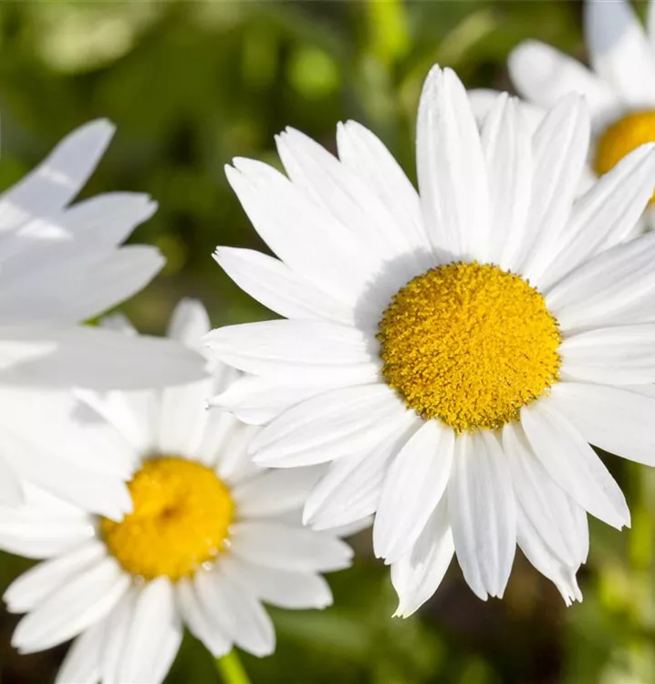 Kleine Margerite