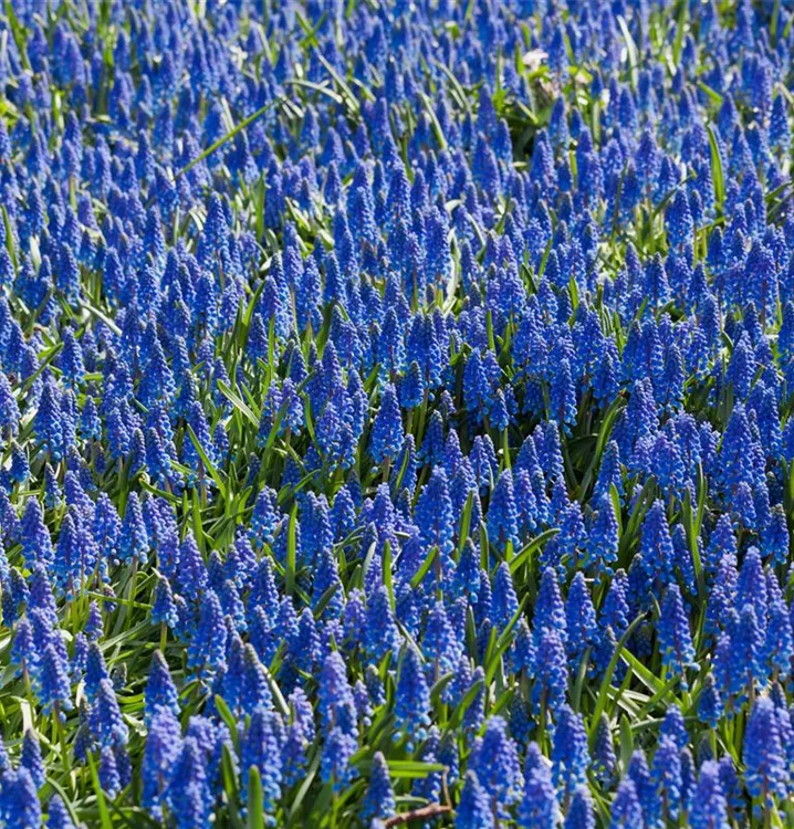 Armenische Traubenhyazinthe