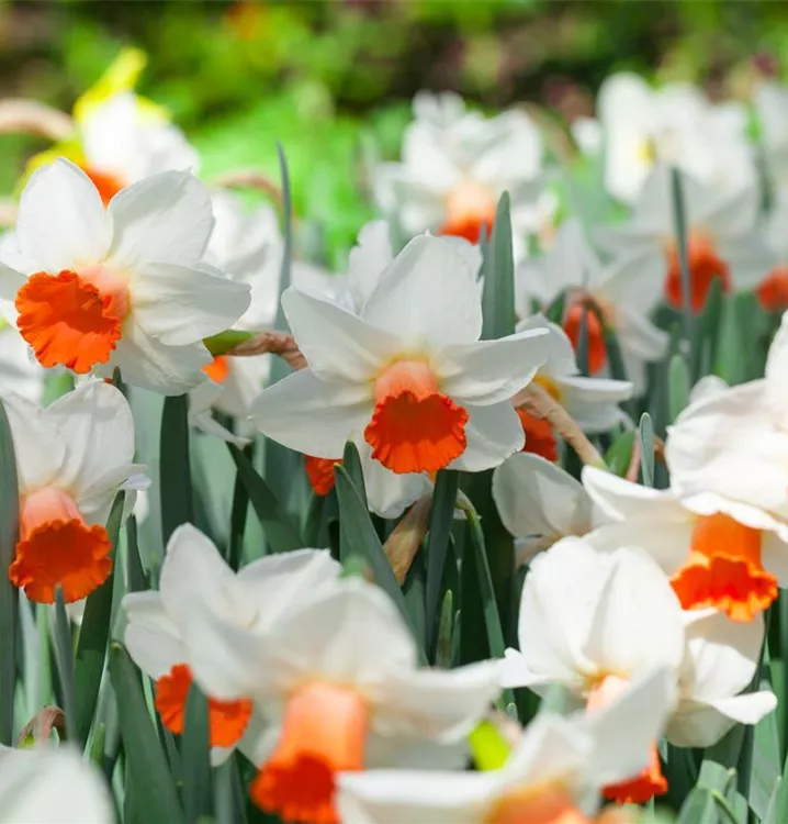 Alpenveilchen-Narzisse
