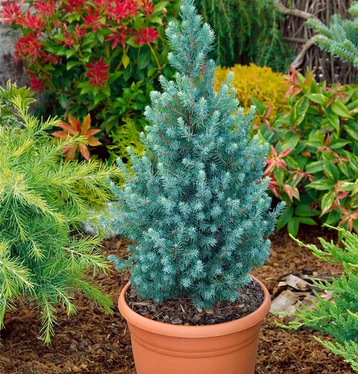 Zuckerhutfichte 'Conica Blue'