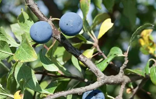 Kriechen-Pflaume 'Anja'